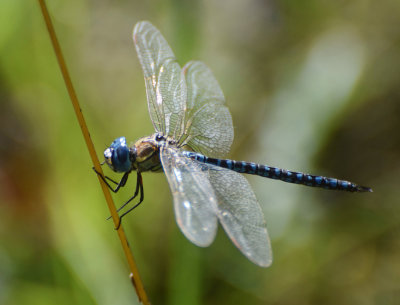 Klarblå mosaikslända (Aeshna affinis)