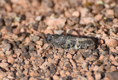 Rosenvingad gräshoppa (Bryodema tuberculata) Öland - Sweden.