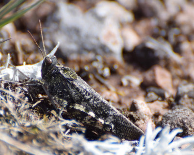 Rosenvingad gräshoppa (Bryodema tuberculata) Öland - Sweden.