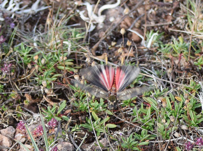 Rosenvingad gräshoppa (Bryodema tuberculata) Öland - Sweden.