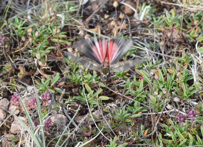 Rosenvingad gräshoppa (Bryodema tuberculata) Öland - Sweden.