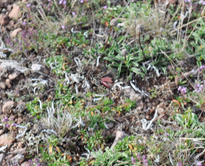Rosenvingad gräshoppa (Bryodema tuberculata) Öland - Sweden.