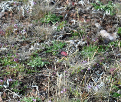 Rosenvingad gräshoppa (Bryodema tuberculata) Öland - Sweden.