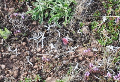 Rosenvingad gräshoppa (Bryodema tuberculata)