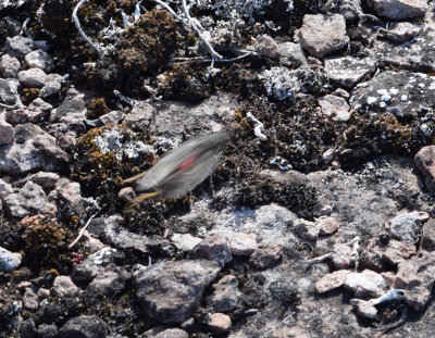 Rosenvingad gräshoppa (Bryodema tuberculata)