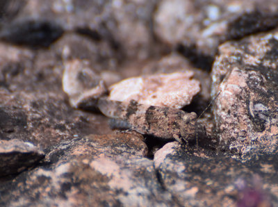 Blåvingad gräshoppa (Sphingonotus caerulans)