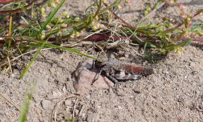 Trumgräshoppan (Psophus stridulus)