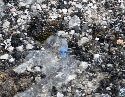 Blåvingad gräshoppa (Sphingonotus caerulans)