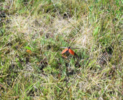 Trumgräshoppan (Psophus stridulus)