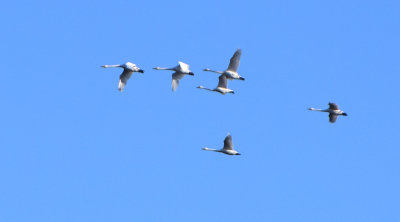 Sångsvan (Cygnus cygnus)