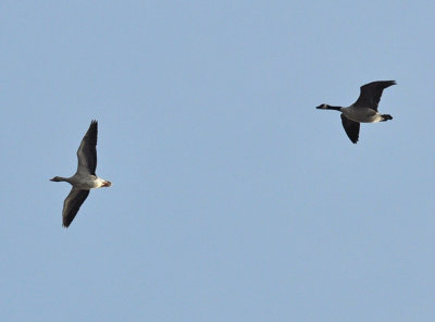 Kanadagås (Branta canadensis) och Grågås (Anser anser)