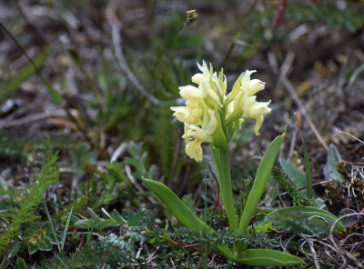 Adam och Eva (Dactylorhiza sambucina)
