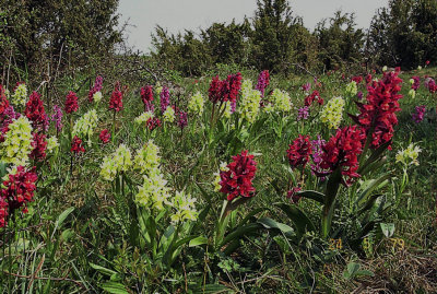 Adam och Eva ( Dactylorhiza latifolia)  1981-05-15