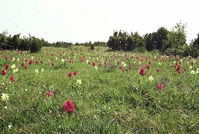 Adam och Eva ( Dactylorhiza latifolia)  1981-05-15