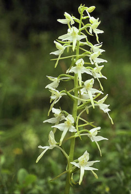 Nattviol (Platanthera bifolia)   1981-05-25