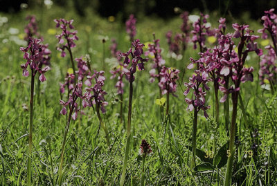 Sankt Pers Nyckelblomster (Orchis mascula)   1981-05-15