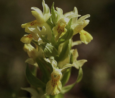 Adam och Eva ( Dactylorhiza latifolia)   1981-05-15