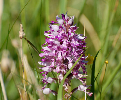 Johannesnycklar (Orchis militaris)