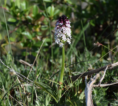 Krutbrnnare. (Orchis ustulata)