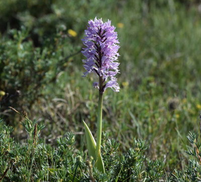 Flcknycklar (Dactylorhiza maculata)