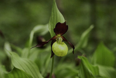 Guckusko (Cypripedium calceolus)   1982-06-15
