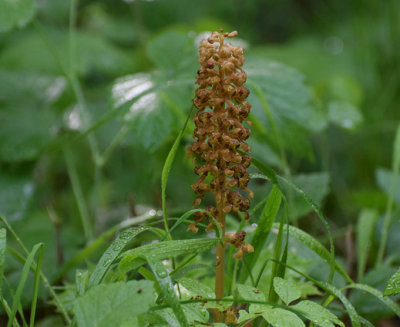 Nstrot (Neottia nidus-avis)