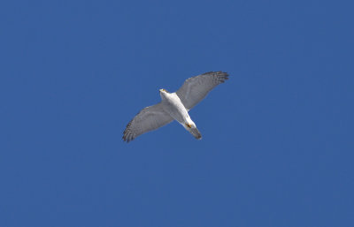 Duvhök (Accipiter gentilis)