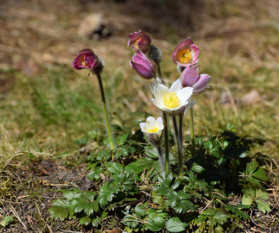 Growing in Swedish nature