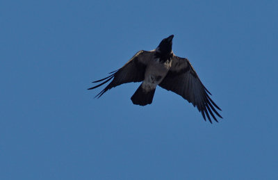 Gråkråka (Corvus cornix)