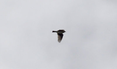 Sånglärka (Alauda arvensis)