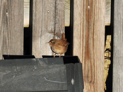 Gärdsmyg (Troglodytes troglodytes)
