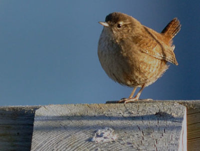 Gärdsmyg (Troglodytes troglodytes)