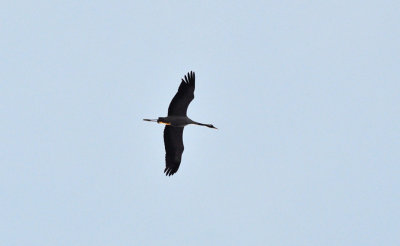 Trana (Grus grus)