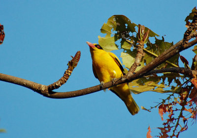 Black-Naped Oriole