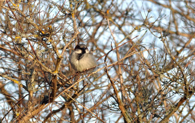 Gråsparv (Passer domesticus)