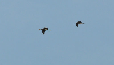 Trana (Grus grus)
