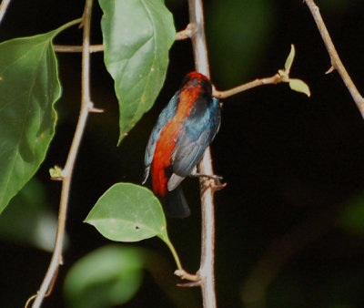 Scarlet Backed Flowerpecker