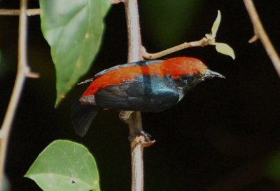 Scarlet Backed Flowerpecker