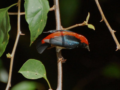 Scarlet Backed Flowerpecker