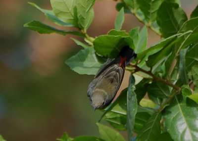 Scarlet Backed Flowerpecker