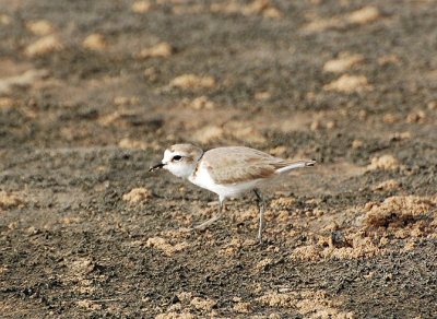 Svartbent strandpipare (Charadrius alexandrinus)