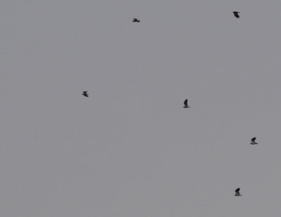 Tofsvipa (Vanellus vanellus)