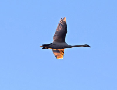 Knölsvan (Cygnus olor)
