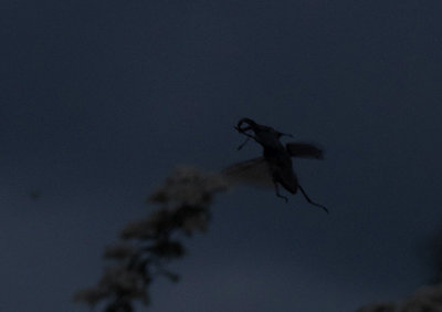 Ekoxe (Lucanus cervus)