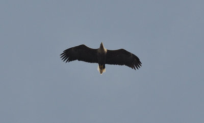 Havsörn (Haliaeetus albicilla)