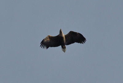 Havsörn (Haliaeetus albicilla)