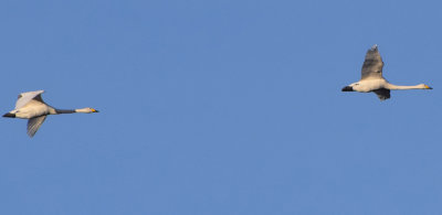 Sångsvan (Cygnus cygnus)