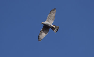 Duvhök (Accipiter gentilis)