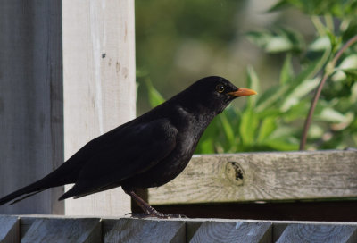 Koltrast (Turdus merula)