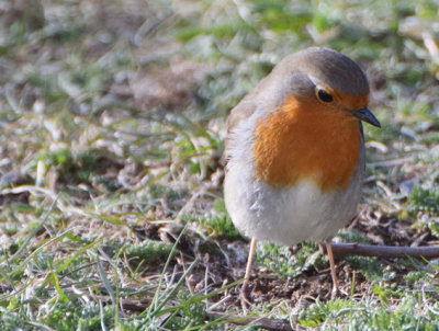 Rödhake (Erithacus rubecula)